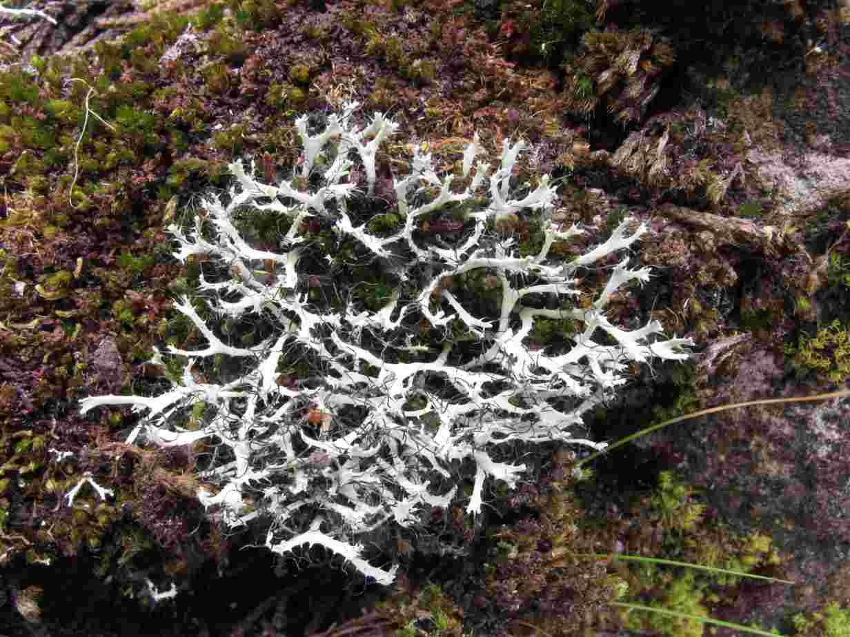 [Heterodermia leucomelos]